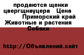 продаются щенки цвергщнауцера › Цена ­ 20 000 - Приморский край Животные и растения » Собаки   